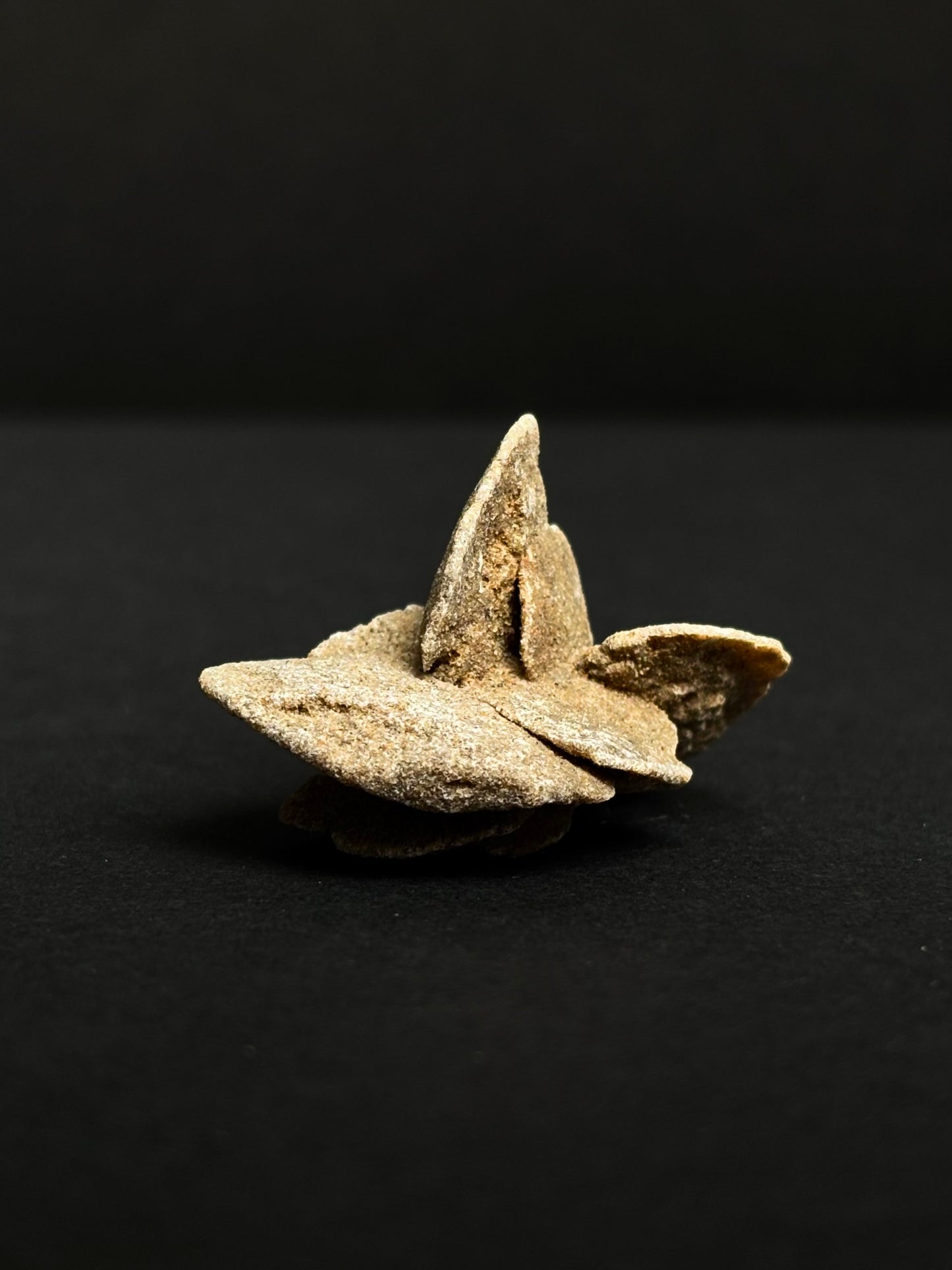 ROSA DEL DESIERTO BRUTO