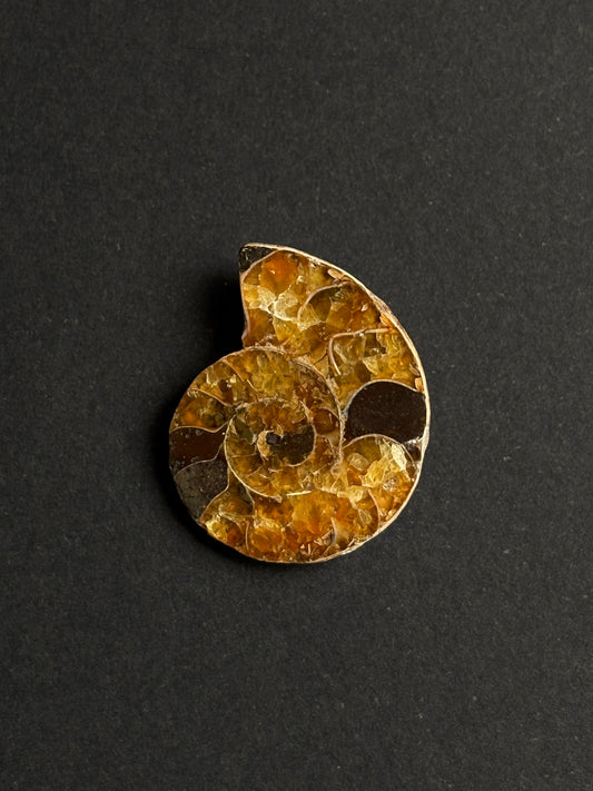 AMMONITE FÓSIL
