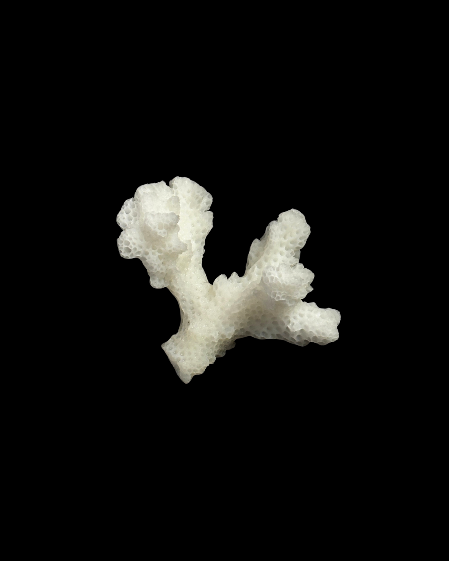 CORAL BRUTO (M)