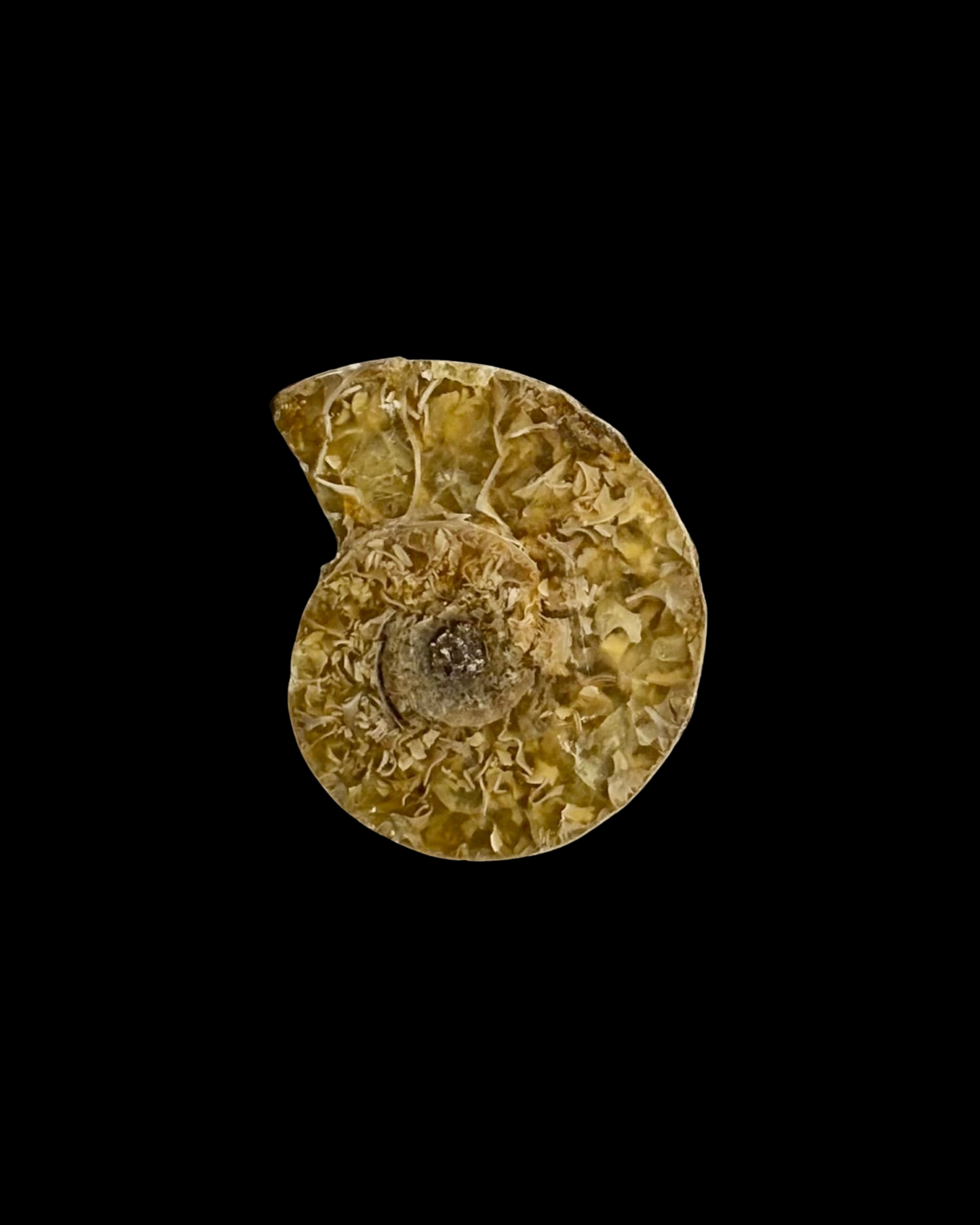 AMMONITE FÓSIL (M)