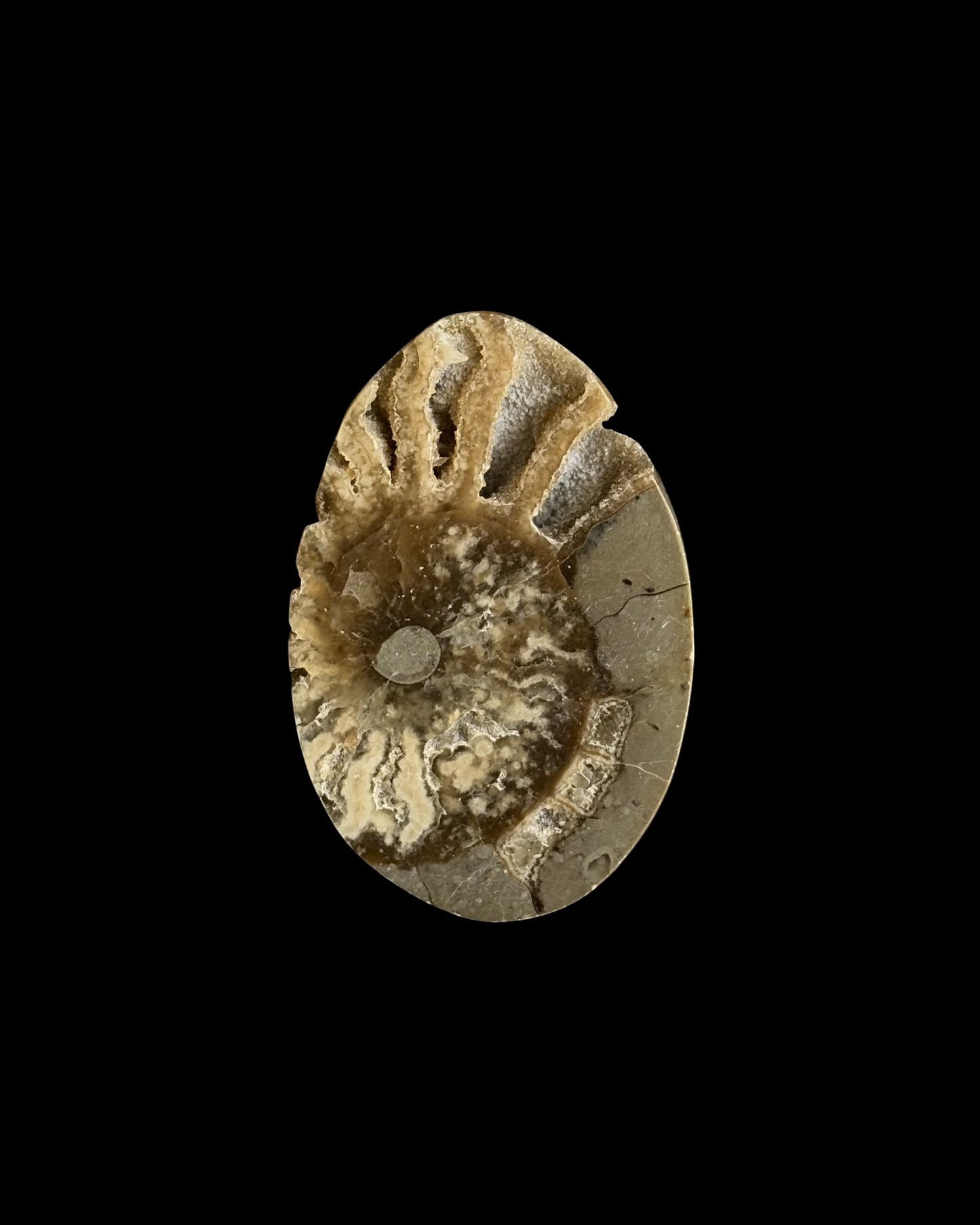 AMMONITE FÓSIL (M)