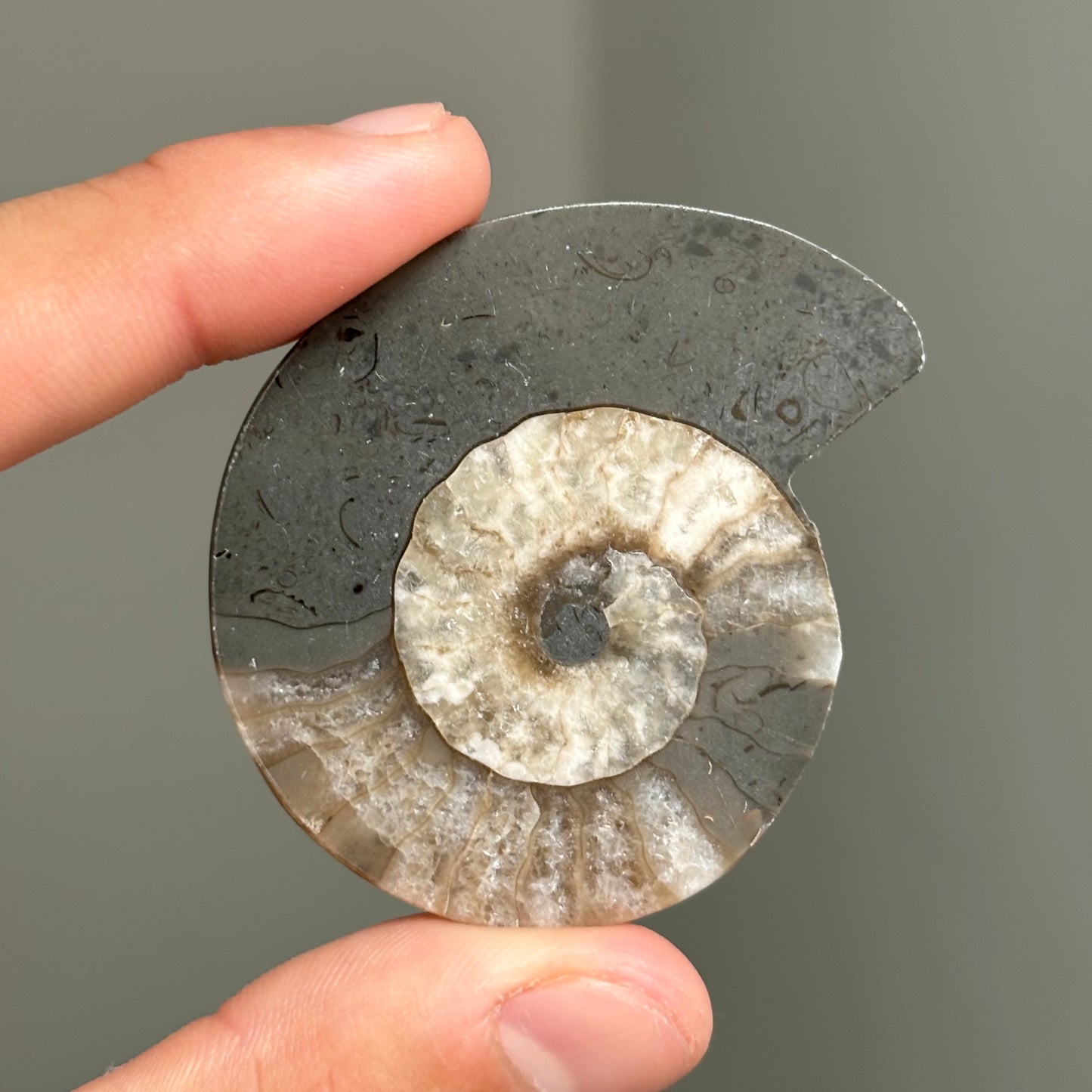 AMMONITE FÓSIL