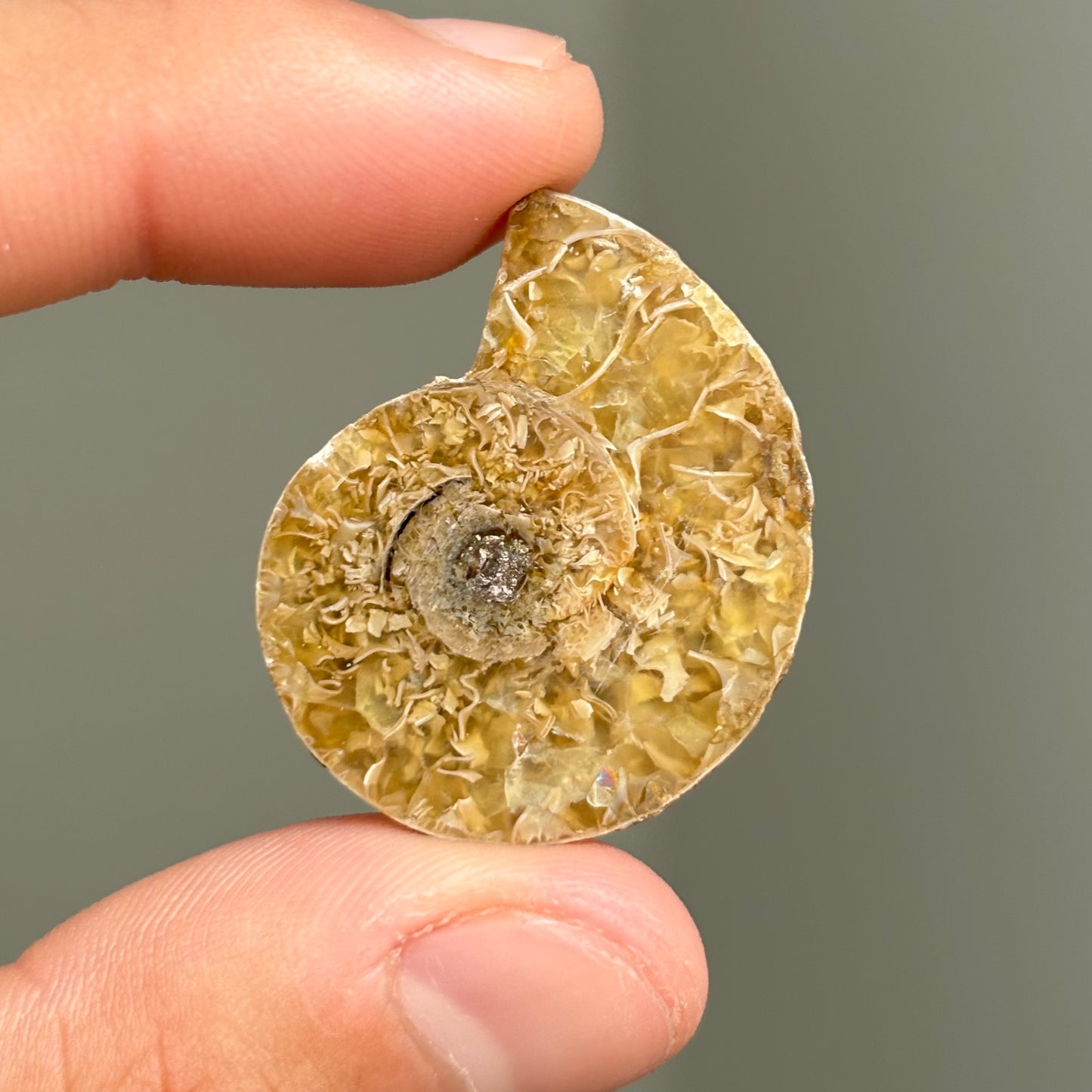 AMMONITE FÓSIL