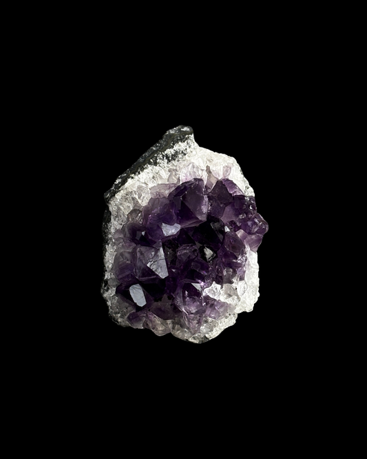 AMATISTA DRUSA (M)