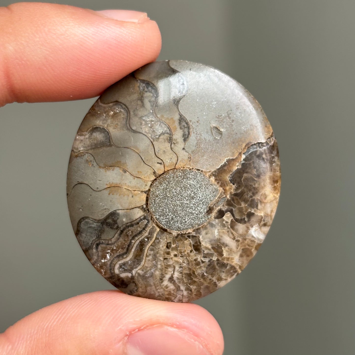 AMMONITE FÓSIL