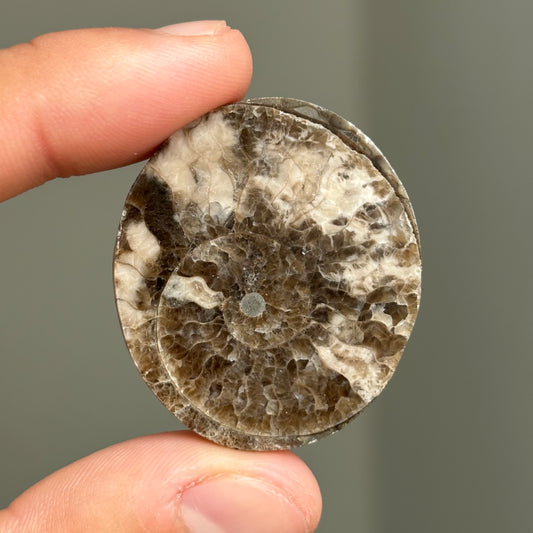 AMMONITE FÓSIL