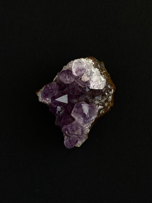 AMATISTA DRUSA (M)