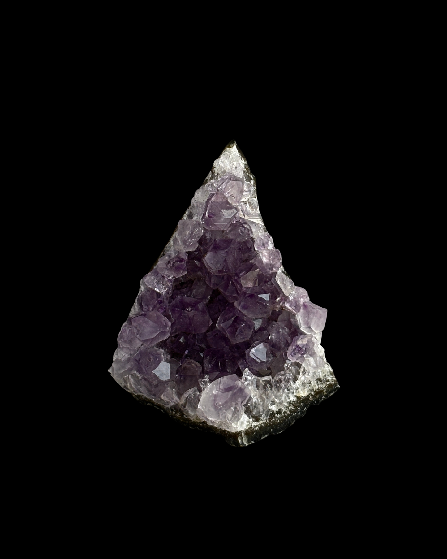 AMATISTA DRUSA (M)