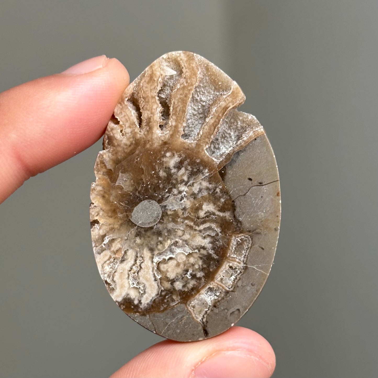 AMMONITE FÓSIL