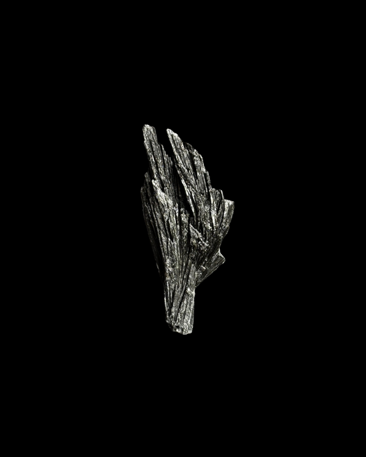 TARAMITA CRISTALIZADA (ESCOBA DE BRUJA) (M)