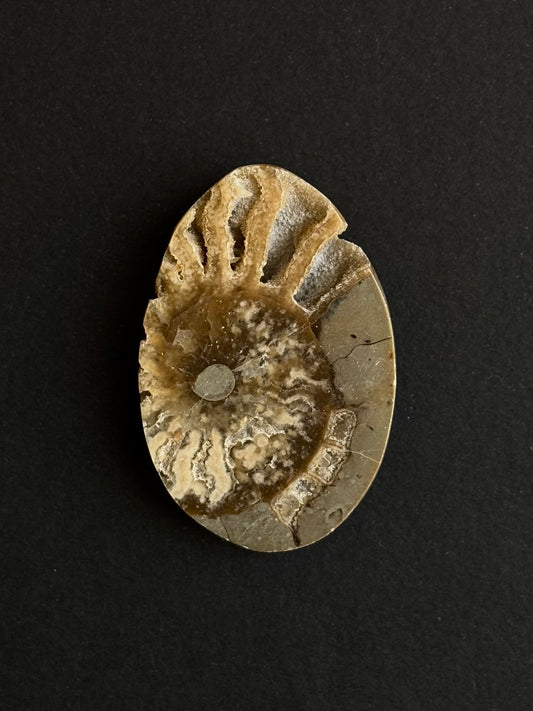 AMMONITE FÓSIL