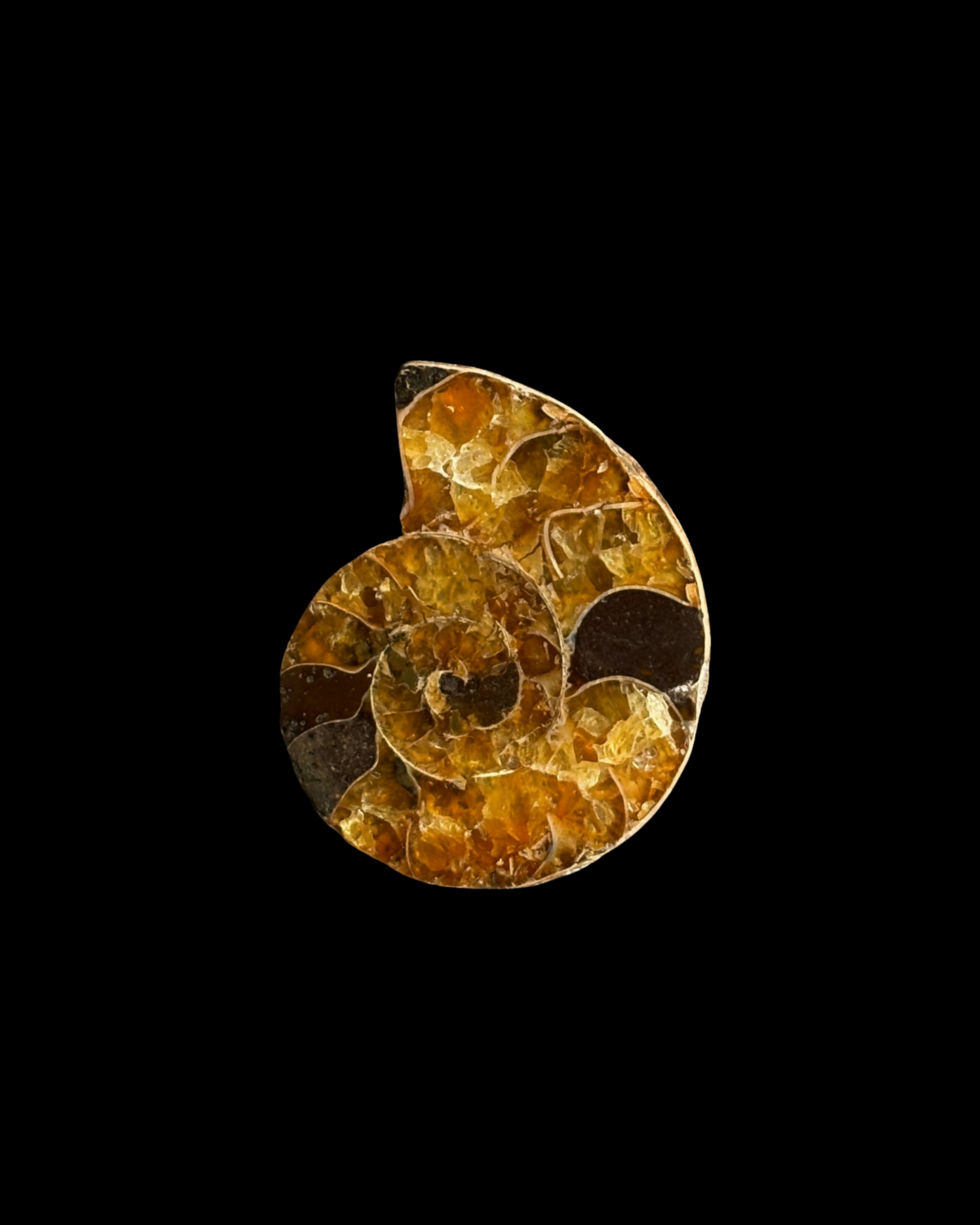 AMMONITE FÓSIL (S)