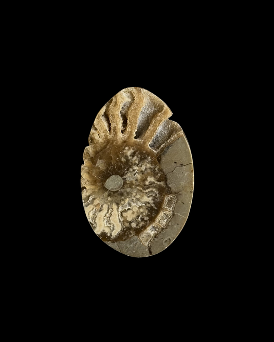 AMMONITE FÓSIL (M)