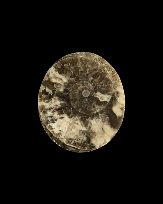 AMMONITE FÓSIL (M)