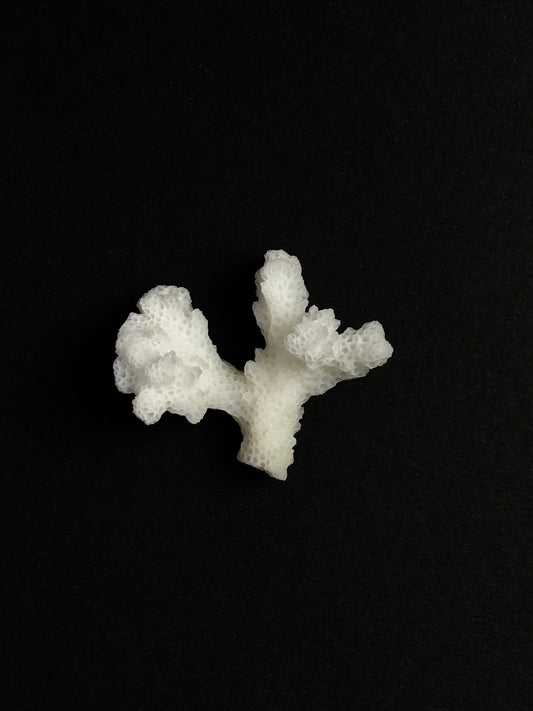 CORAL BRUTO